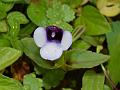 Two-Color Wishbone Flower